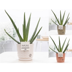 Aloe Vera in P&PURE Floor ceramics ass. 3