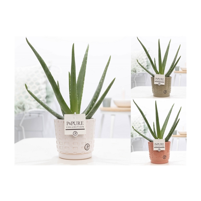 <h4>Aloe Vera in P&PURE Floor ceramics ass. 3</h4>