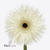 Gerbera diamond phantom
