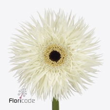 Gerbera diamond phantom
