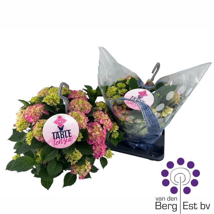 <h4>HYDR M TABLE-TENSIA</h4>