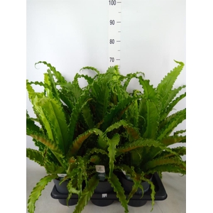 Asplenium antiquum 'Osaka'