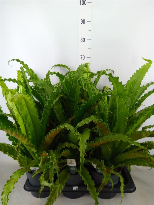 <h4>Asplenium antiquum 'Osaka'</h4>