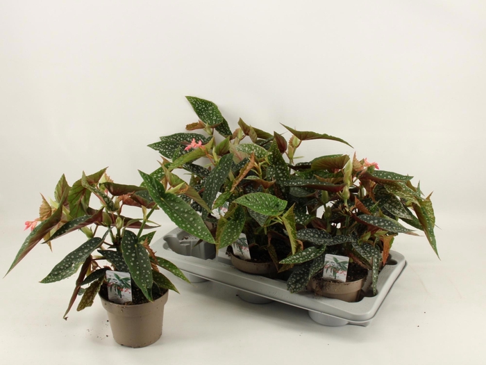 <h4>BEG MA WIGHTII</h4>