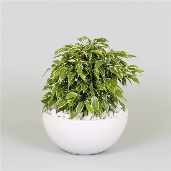 <h4>Arrangement Ficus kinky in schaal</h4>