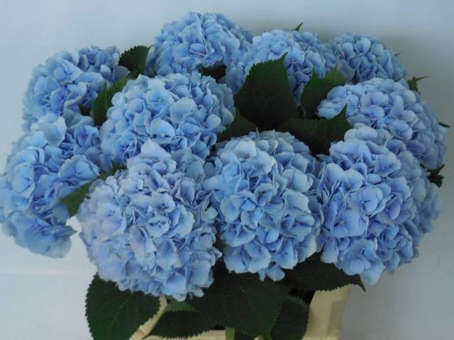 <h4>HYDR M CH VERENA BL</h4>