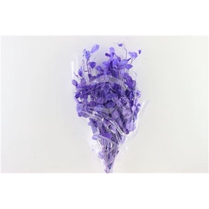 Dried Lunaria Milka Poly