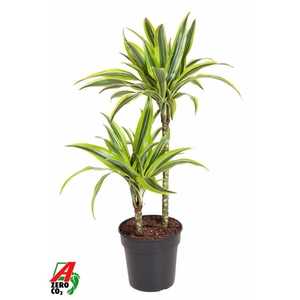 Dracaena Lemon Lime 45-15