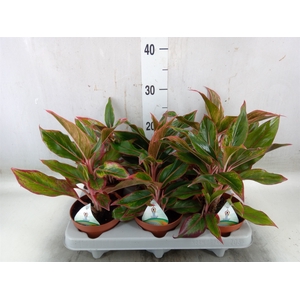 Aglaonema   ...