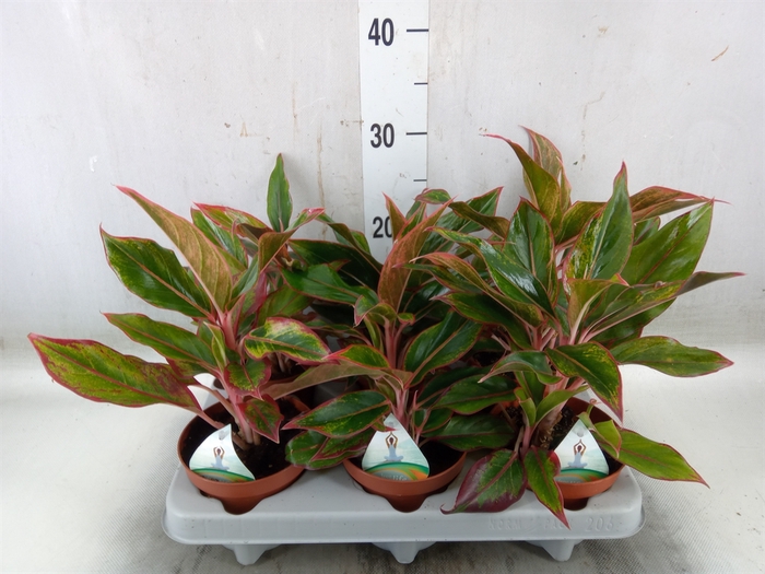 <h4>Aglaonema   ...</h4>