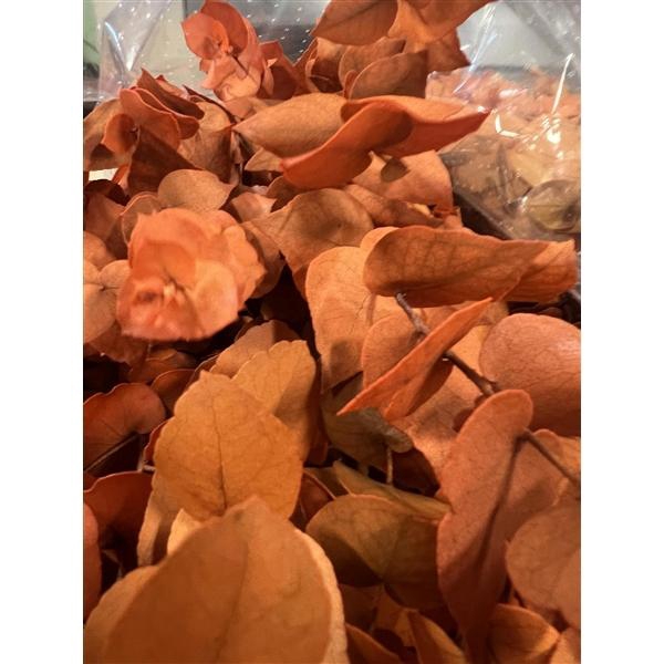 <h4>GESTABILISEERD EUC STUARTIANA ORANJE</h4>