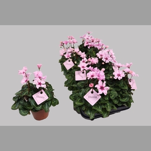 CYCL KL ILLUSIA