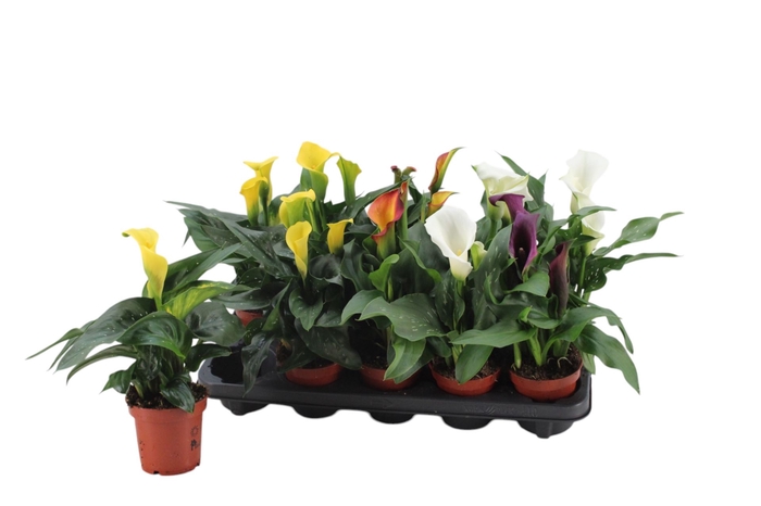 <h4>Zantedeschia gemengd</h4>