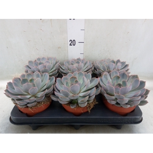 Echeveria  'Summer'