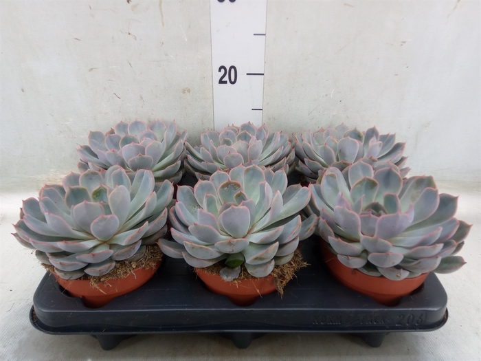 <h4>Echeveria  'Summer'</h4>