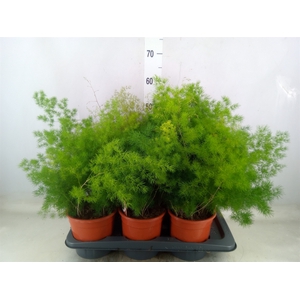 Asparagus umbellatus
