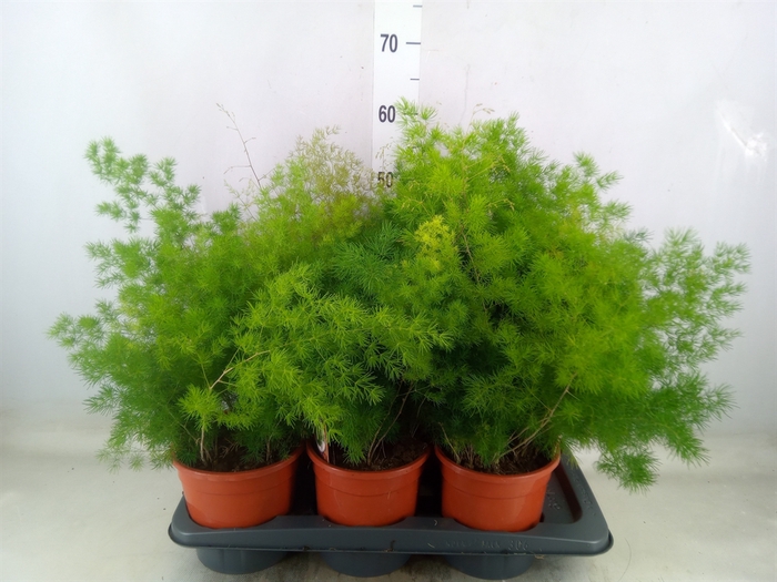 <h4>Asparagus umbellatus</h4>