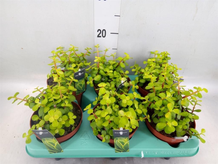 <h4>Crassula   ...</h4>