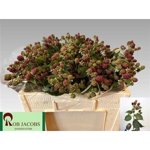 Rubus Fr Chester