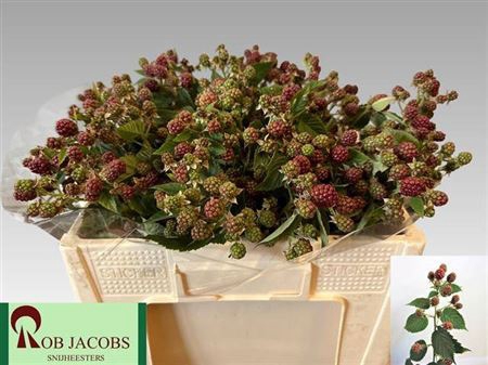 <h4>Rubus Fr Chester</h4>