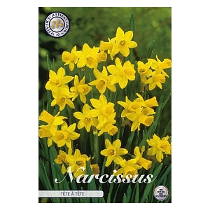 Bulb Narcis Botanical Tête A Tête X 10