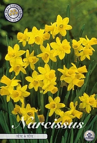 <h4>Bulb Narcis Botanical Tête A Tête X 10</h4>