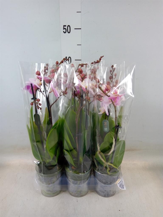 <h4>Phalaenopsis multi. ...</h4>