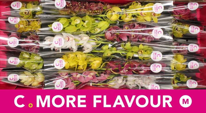 <h4>Mini cymbidium 'Mix' 40 cm</h4>