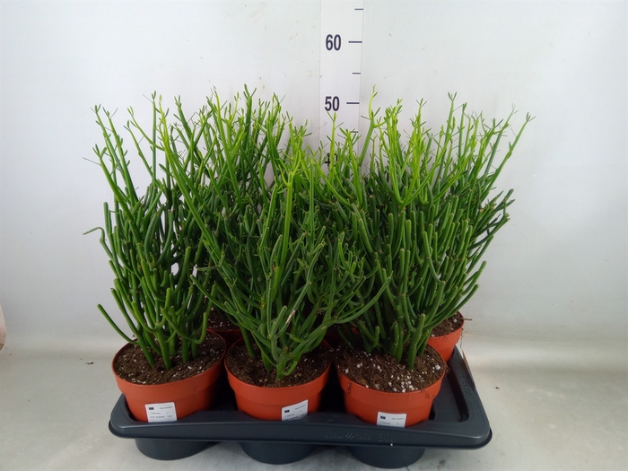 <h4>Euphorbia tirucalli</h4>