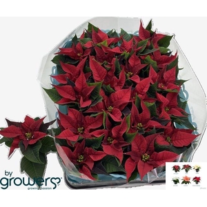 EUPHOR POINSETTIA RED P06