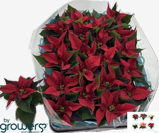 <h4>EUPHOR POINSETTIA RED P06</h4>