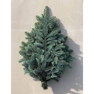 ABIES NORDMANN BS
