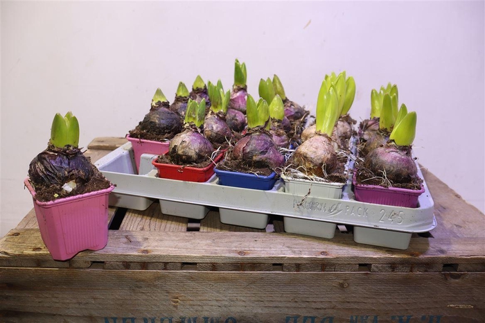 <h4>arr8 Hyacin Gem 5 Kl</h4>