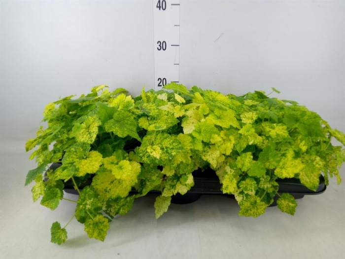 <h4>Tolmiea menziesii   ...variegated</h4>