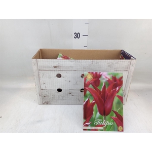 Tulipa   ...flowerbulbs