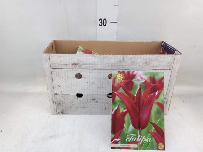 <h4>Tulipa   ...flowerbulbs</h4>