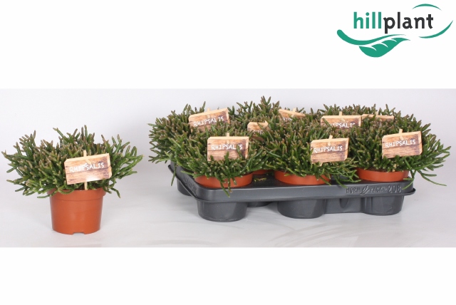 <h4>RHIPSALIS BURCHELLII</h4>