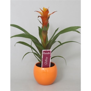 Guzmania Variada in oranje bolpot