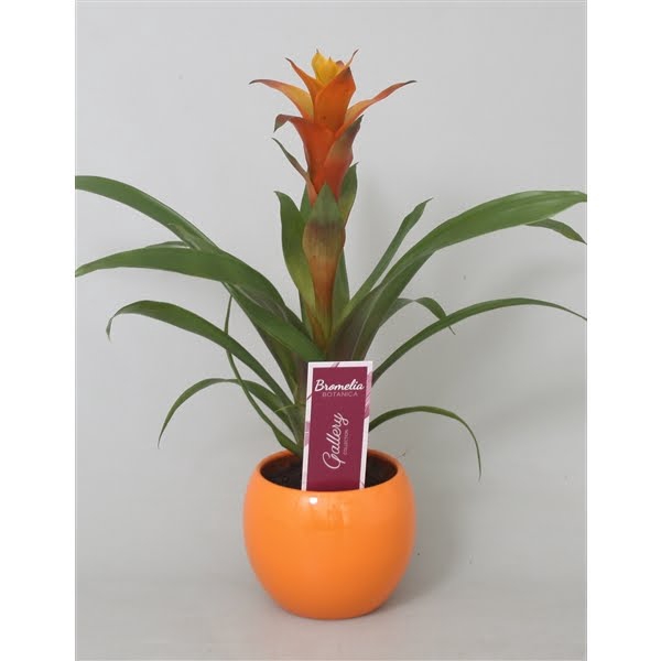 <h4>Guzmania Variada in oranje bolpot</h4>