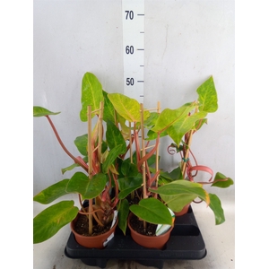 Philodendron  'Painted Lady'