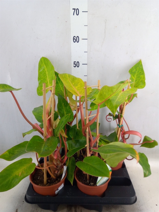 <h4>Philodendron  'Painted Lady'</h4>