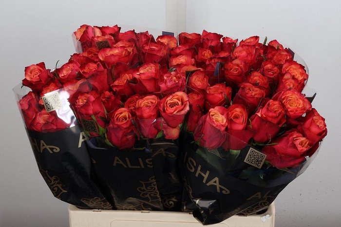 <h4>R Gr Bogart-bb</h4>