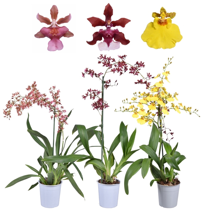 <h4>Oncidium Gemengd 1 Tak</h4>