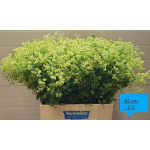 Alchem M Robustica