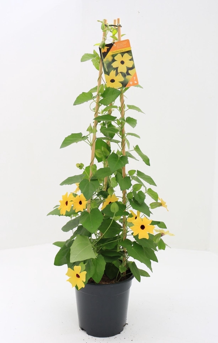 <h4>Thurnbergia Suzie Yellow with</h4>