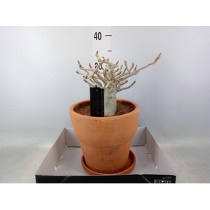 Adenium NB 'Ansu Baobab'