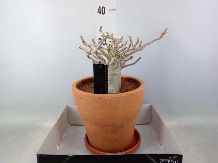 <h4>Adenium NB 'Ansu Baobab'</h4>