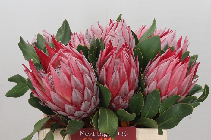 <h4>Protea Cynaroides Stellar</h4>