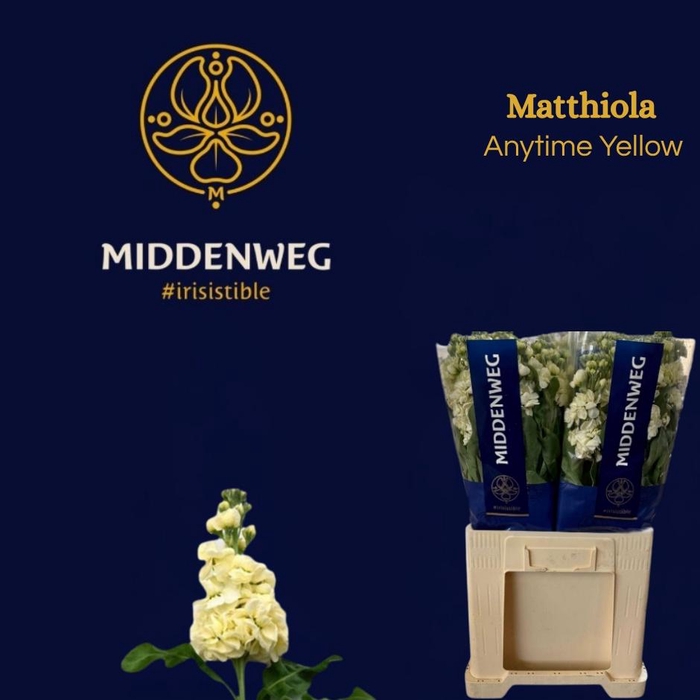 <h4>MATTH ANYT YELLOW</h4>