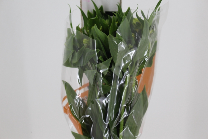 <h4>ALSTROEMERIA FLORIDA 080 CM</h4>